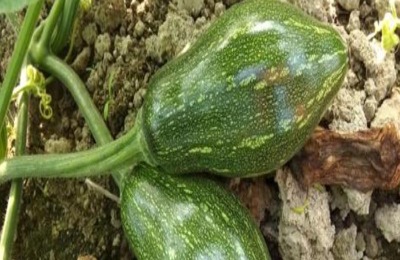 香芋南瓜种植技术和田间管理