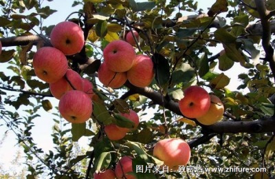 苹果品种介绍最小