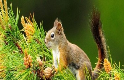 松鼠尾巴作用有哪些