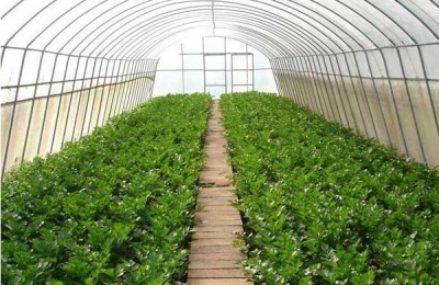 温室种什么赚钱