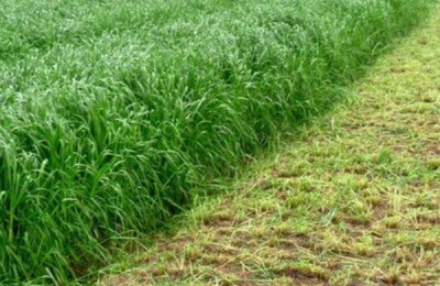 刺老芽苗的批发价是多少？种植前景如何