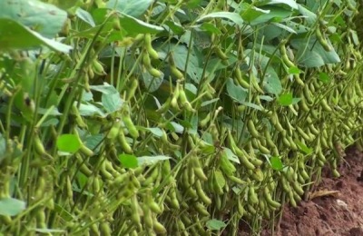 60天早熟大豆品种种植技术,大豆品种有哪些