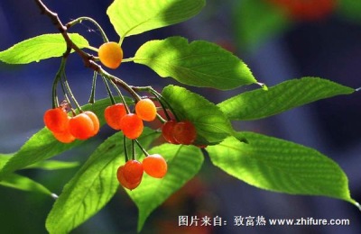 早苗的价格是多少?什么时候成熟