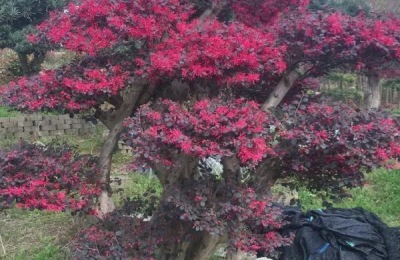 红花继木的种植技术,在微酸性土壤中生长良好