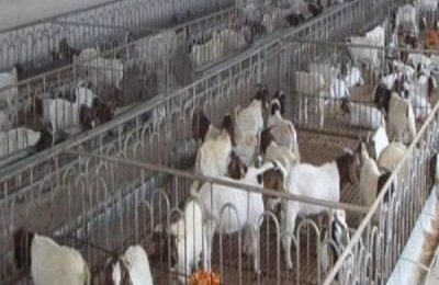 羊圈建造要注意什么