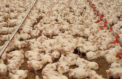 11月肉鸡一斤多少钱?养肉鸡还赚钱吗