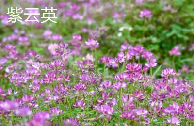 紫云英和红花草的区别