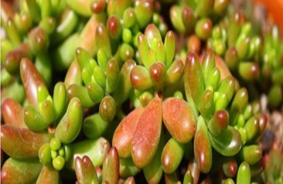 夏天有什么农事活