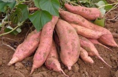 栗子红薯一斤多少钱?市场前景如何?(附种植技术)