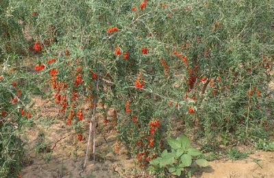 一棵枸杞苗多少钱？有哪些品种