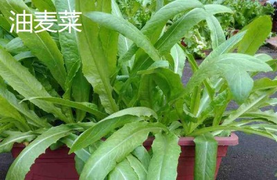 油麦菜播种时间和种植方法,油麦菜和生菜如何区分