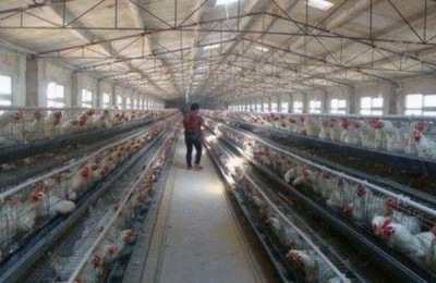 养肉鸡一只利润多少
