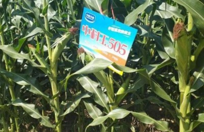 中科505和中科玉505有区别吗,中科玉505品种介绍