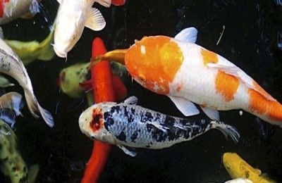 昭和锦鲤的产地在哪里？主要品种有哪些