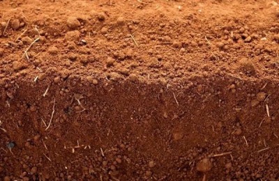 荷兰七土豆品种介绍