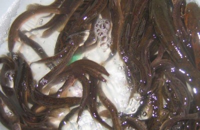 有哪些优质泥鳅品种?泥鳅养殖技术