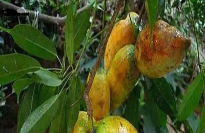 九月黄金蕉种植几年能结果