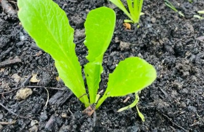 油菜春季管理要点，附油菜常见的病虫害防治