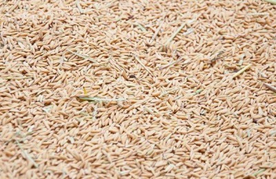 在农村种水稻，不翻耕种植可行吗