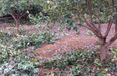 湖南常宁市有哪些土特产