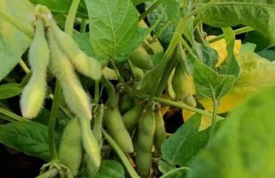 东生6号大豆品种介绍