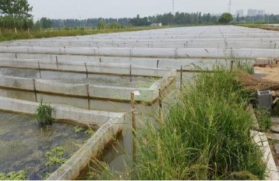 水蛭养殖要求有哪些 水蛭养殖池的建造方法(图解)