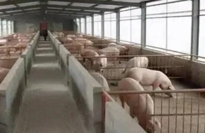 养猪场需要的工具,猪场建设用地怎么审批