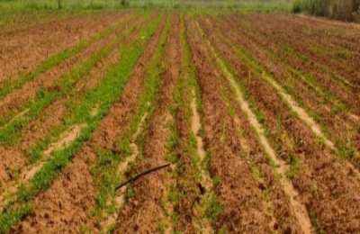 自家地不能想种啥就种啥