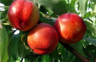 中油4号油桃品种介绍