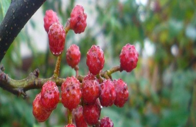 花椒专用农药有哪些