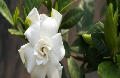 五宝杜鹃花产地在哪里？主要品种有哪些