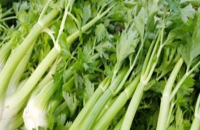 芹菜软腐病用什么药