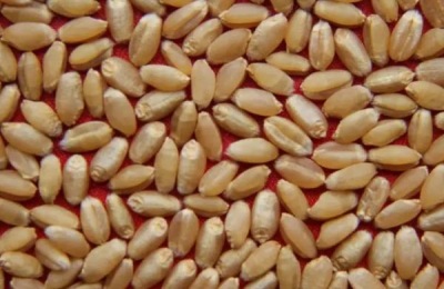 关中地区冬小麦最佳播种时期,小麦怎么种