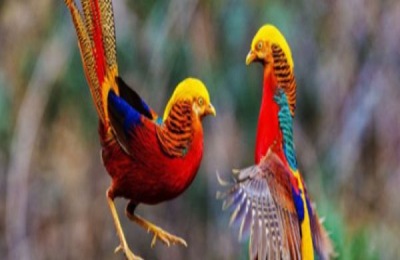 红腹锦鸡(金鸡)的人工养殖技术!