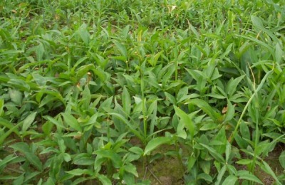 旱半夏种植技术