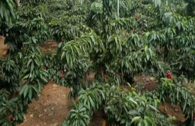 樱桃的主要产地在哪里？有哪些好吃的品种