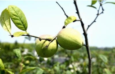 什么时候种木瓜?种植要注意什么