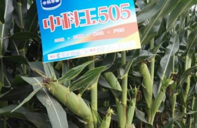 中科505和中科玉505有区别吗,中科玉505品种介绍
