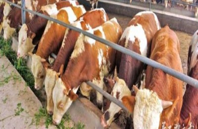 智利斗鸡的养殖周期是多久？喂什么饲料