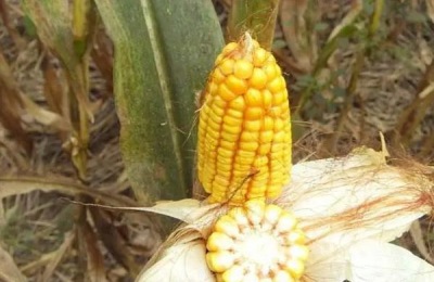 强盛399玉米品种介绍