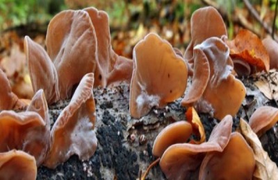 黑龙江佳木斯特产有哪些