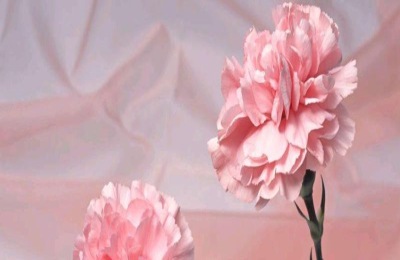 花卉康乃馨的养殖方法