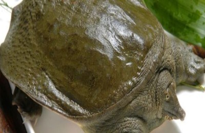 王八多少钱一斤和什么一起炖最好