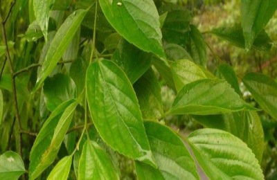 朴树有哪些常见品种?不同品种的价格差别是多少