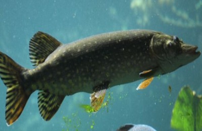 白斑狗鱼的养殖技术