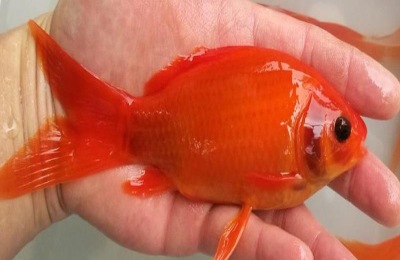 草金鱼一年能长多大