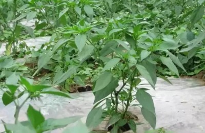 灯笼椒种子种植方法,灯笼椒种子发芽温度