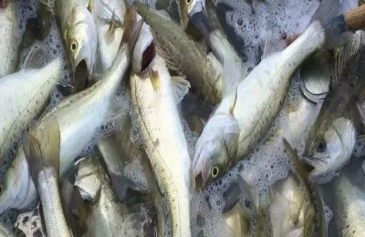钓鲈鱼是浮钓还是沉底