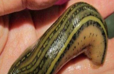 什么是水蛭养殖方法