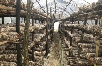 蘑菇种植方法,种植蘑菇需要多少资金